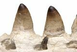Partial Mosasaur Jaw with Five Teeth - Morocco #220277-6